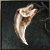 Suhm's Tooth