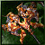 Ruby Circle Eye Kataria