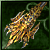 Far Unerring Destroy Rapier