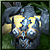 True Armour of Gott