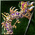 Lumen Bow